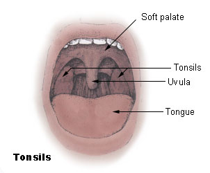 Illustration for article titled 10 Vestigial Traits You Didn't Know You Had